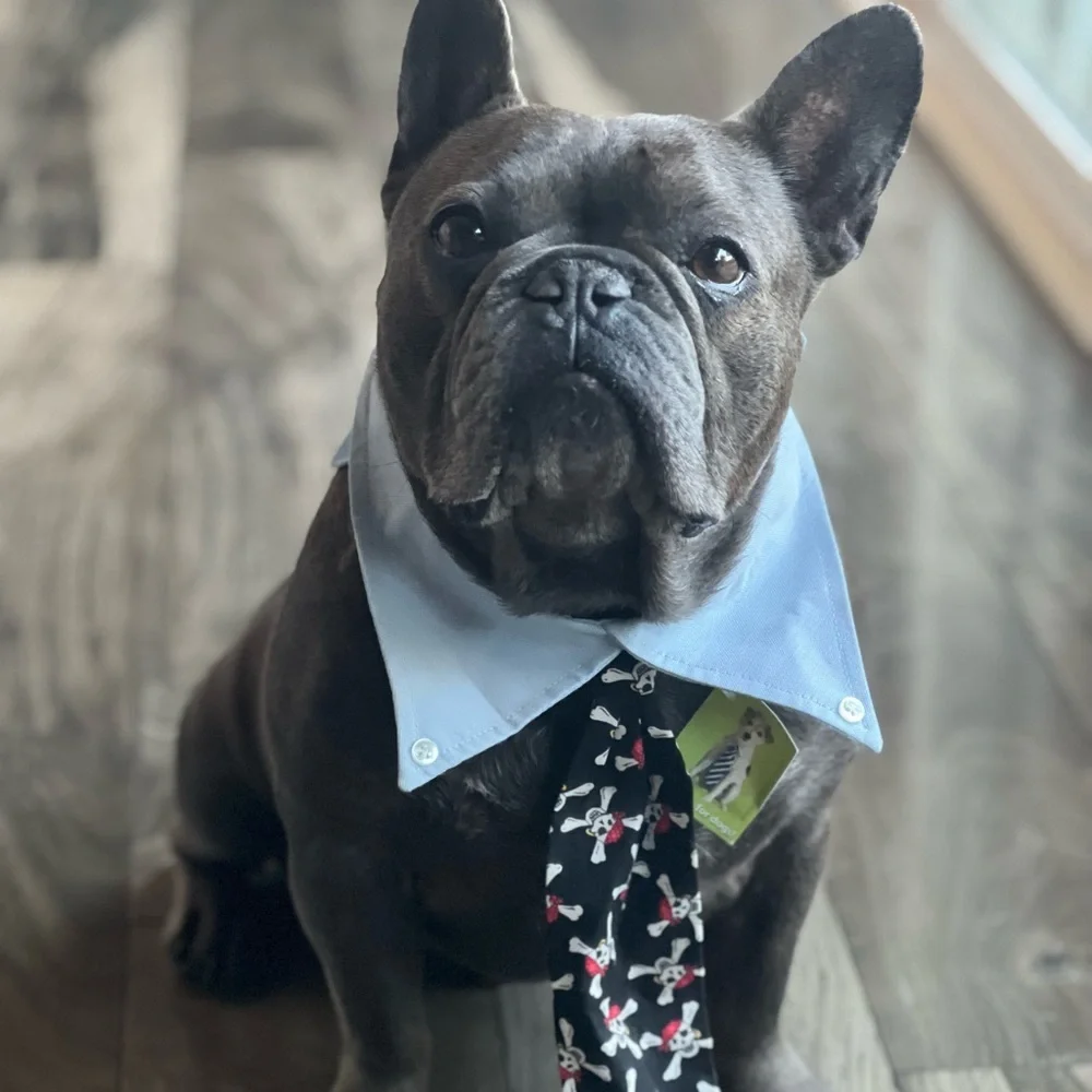 PETEYDESIGNS Dog pirate print Tie/NWT - Picture 2 of 10